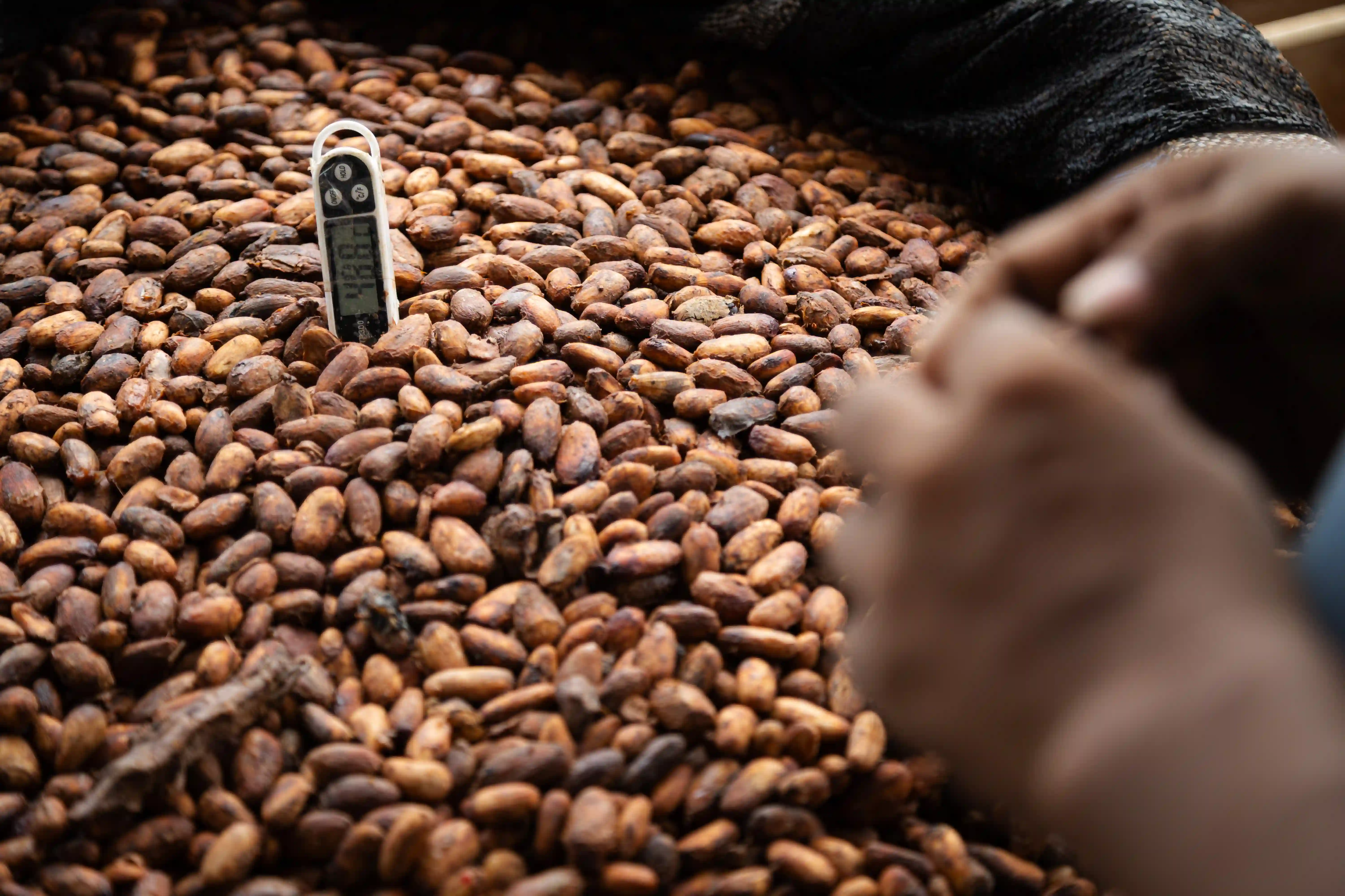 Fermentación: El secreto del buen chocolate